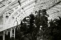 Palm House, Kew Gardens, London 12330016
